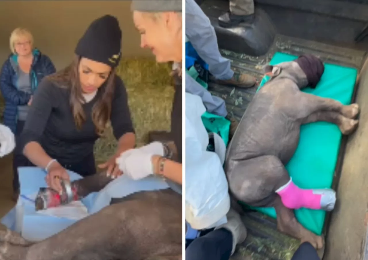 Tight 5 to Big 5: Springbok physio helps rehabilitate a rhino