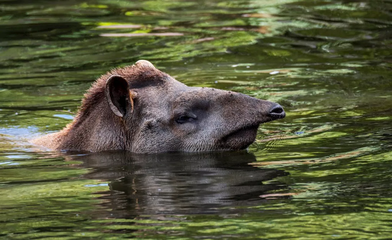 Earth’s Wildlife is Vanishing. We Must Save It In Order to Save Ourselves