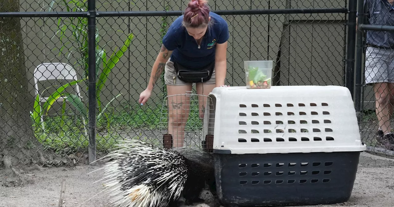 Inside the efforts to keep animals safe during Hurricane Milton