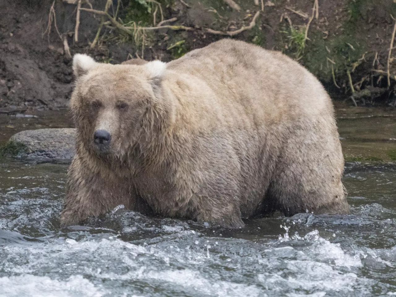 Der fetteste Bär: 'Grazer' gewinnt 'Fat Bear'-Wahl in Alaska