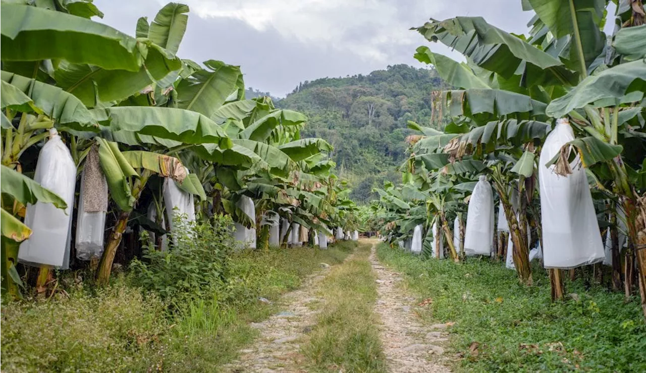 Productores bananeros solicitan al mercado europeo que mejore el precio de la fruta