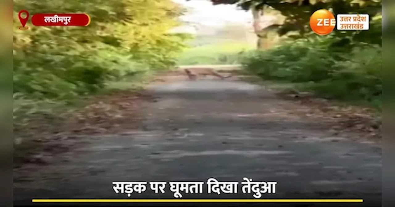 Video: बीच सड़क पर खूंखार तेंदुए से हुआ बाइक सवार का सामना, उल्टे पैर भागते आया नजर