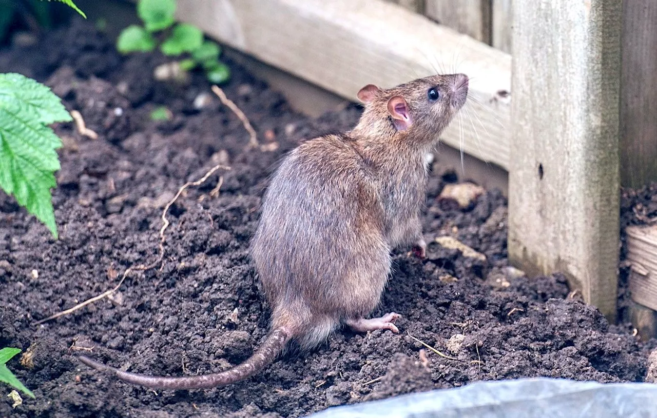 Charente-Maritime : Les habitants de cette commune redoutent une invasion de rats