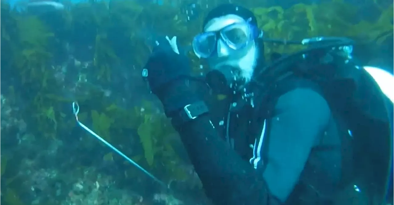 'Head of a very large shark above me': Four-metre great white shark circles two WA divers