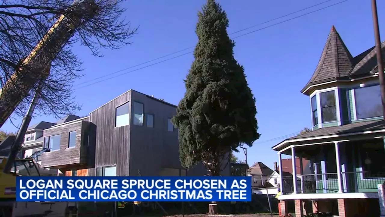 Logan Square spruce chosen as official Chicago Christmas tree to light up Millennium Park