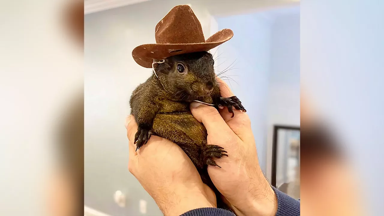 Instagram-famous squirrel named Peanut seized by New York state authorities