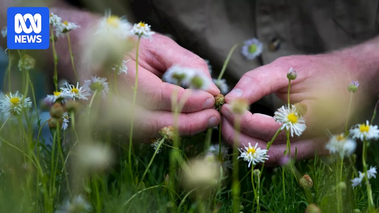 Victoria's grasslands are disappearing, volunteers are needed to halt the extinction