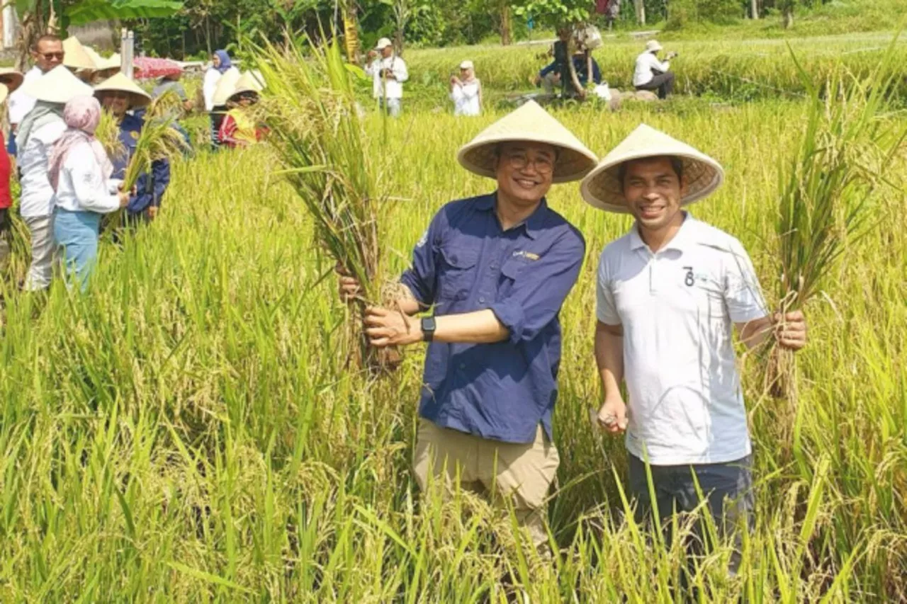 Peneliti FT UGM olah batu bara kalori rendah jadi pembenah tanah