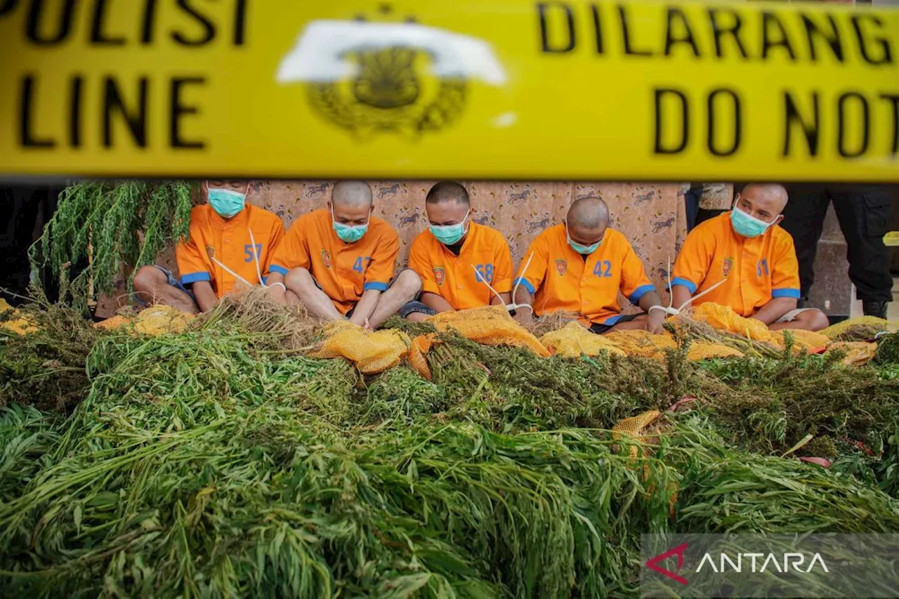 Polisi ungkap kasus ladang ganja di Taman Nasional Bromo Tengger Semeru