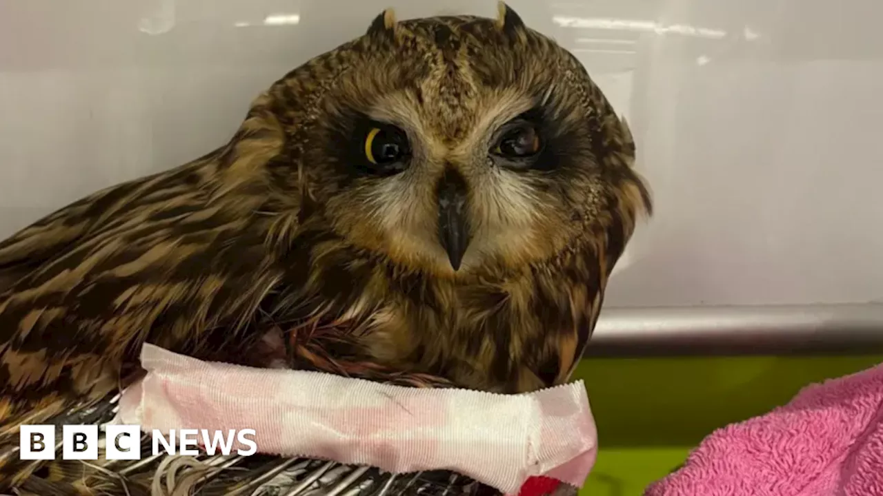 Rare short-eared owl dies despite surgery