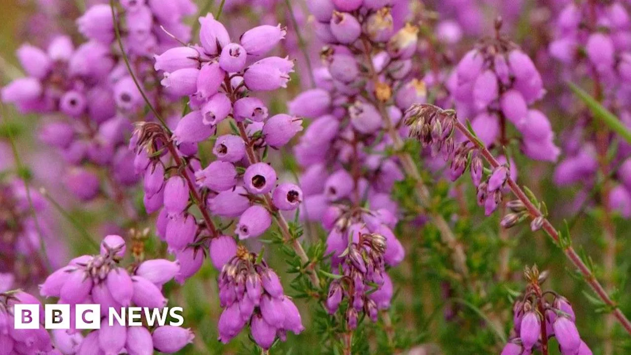 Bell heather could return to Epping Forest as part of project