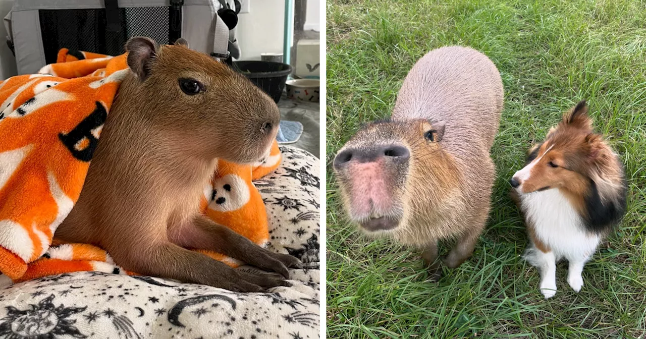 Meet Pumpkin, The Capybara Who Loves Blankets, Pool Time And Chilling With Her Furrends