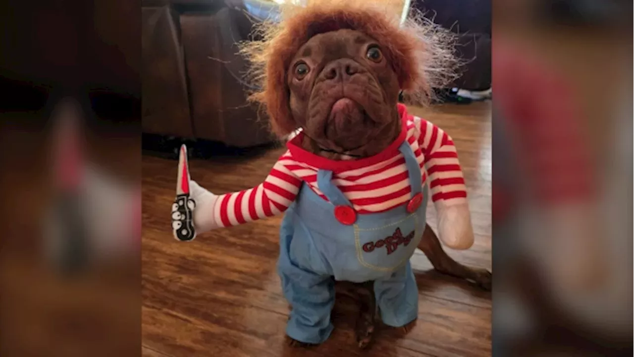 Halloween 2024 goes to the dogs Your furry friends, in costume CTV