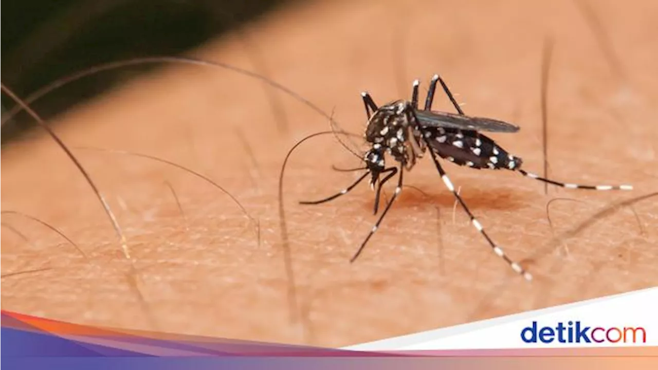 Insektisida Nano: Senjata Baru yang Ampuh untuk Perangi Nyamuk