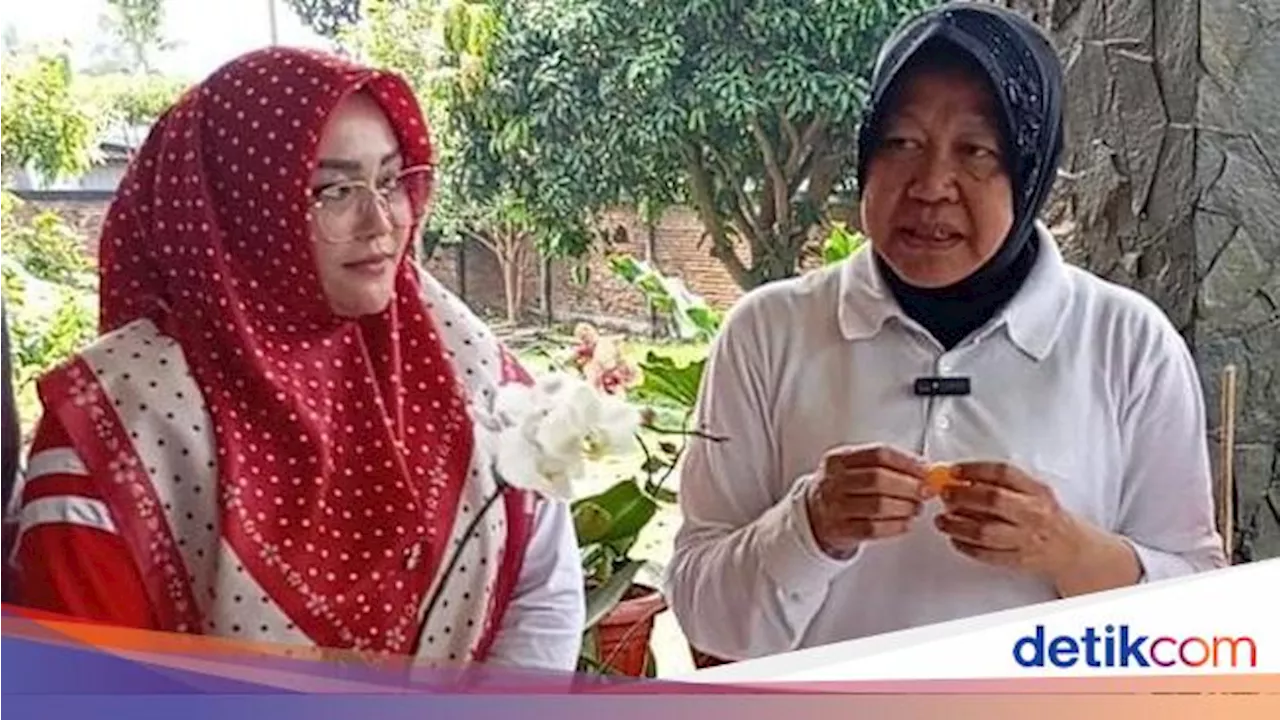 Kepincut Manisnya Jeruk Malang, Risma Janji Bawa Buah Lokal Mendunia