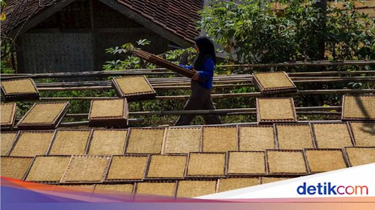 Keluh Petani Aturan Kemasan Rokok Polos Bikin Harga Jual Tembakau Ambruk