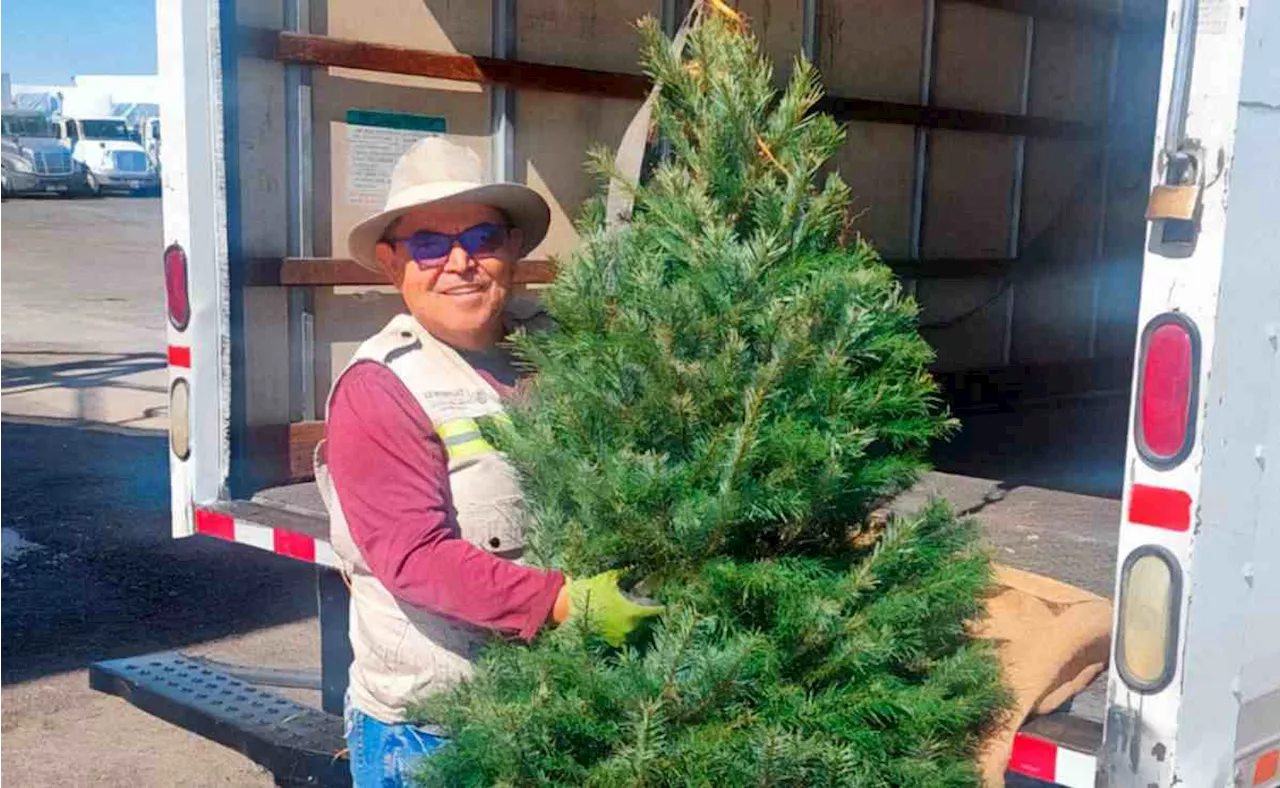 Profepa inicia revisión de árboles de navidad; busca evitar el ingreso de plagas a México