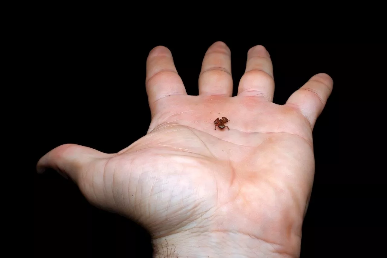 How Small Can You Get? Another New-To-Science Flea-Toad Wows Scientists