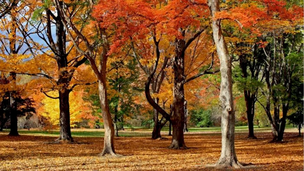 Why are autumn colours more vibrant in the US than in Britain?