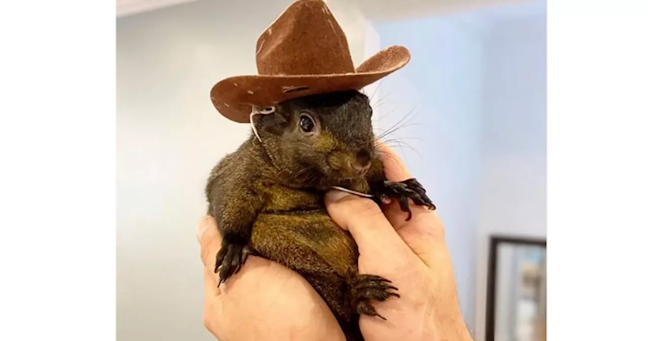 Peanut, Instagram-famous squirrel, seized from owner by NY state officials