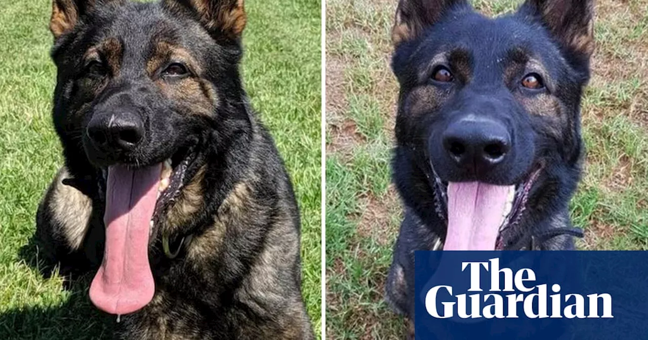 NSW police dogs died in car’s special cooling ‘pod’ when engine switched off, force says