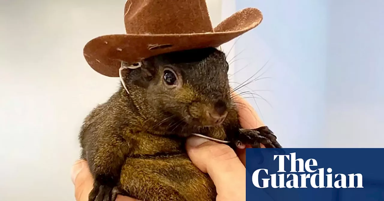 Peanut the Instagram-famous squirrel is seized by New York officials