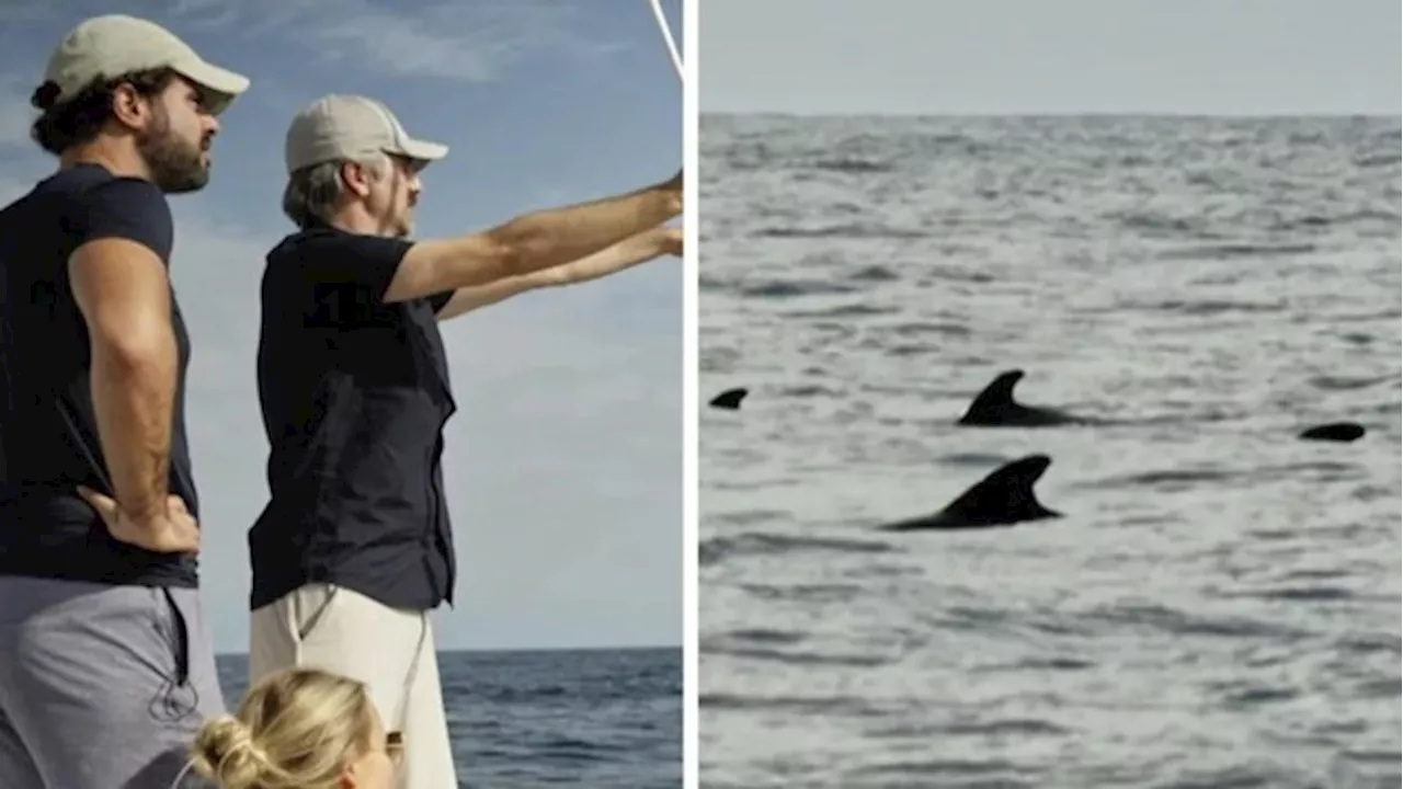 Tientallen walvissen zwemmen rond de ‘Over De Oceaan’-boot: “Zoiets heb ik nog nooit gezien”