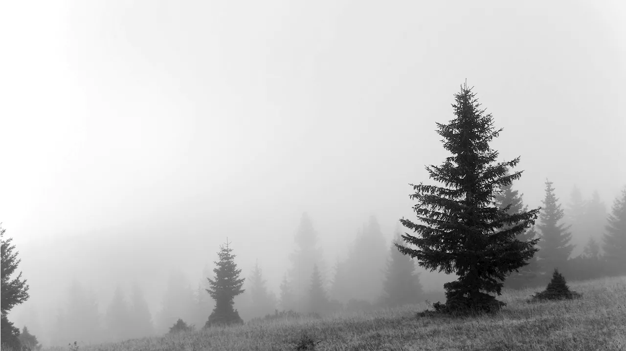 Trübe Aussichten – Nebel wird jetzt treuer Begleiter