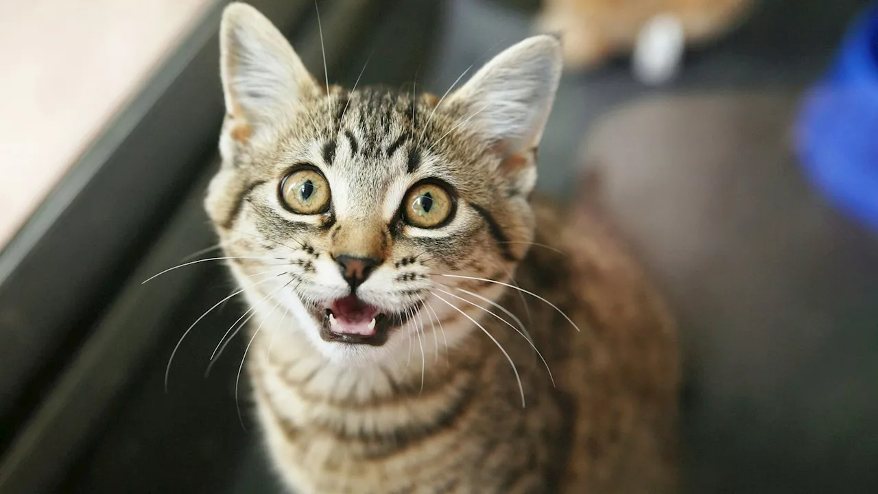 Verblüffende Entdeckung - Katzen lernen Wörter schneller als Kleinkinder