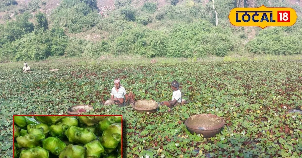 न खेत की जरूरत...न सिंचाई की टेंशन, इस फसल की करें खेती, मात्र 1 महीने में होगी तगड़ी कमाई