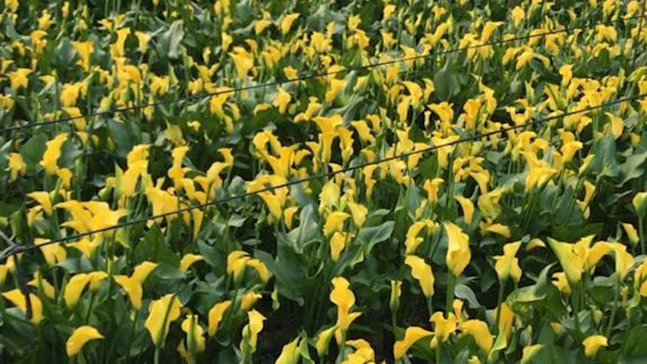 El día de Todos los Santos devuelve la vida a la flor cortada