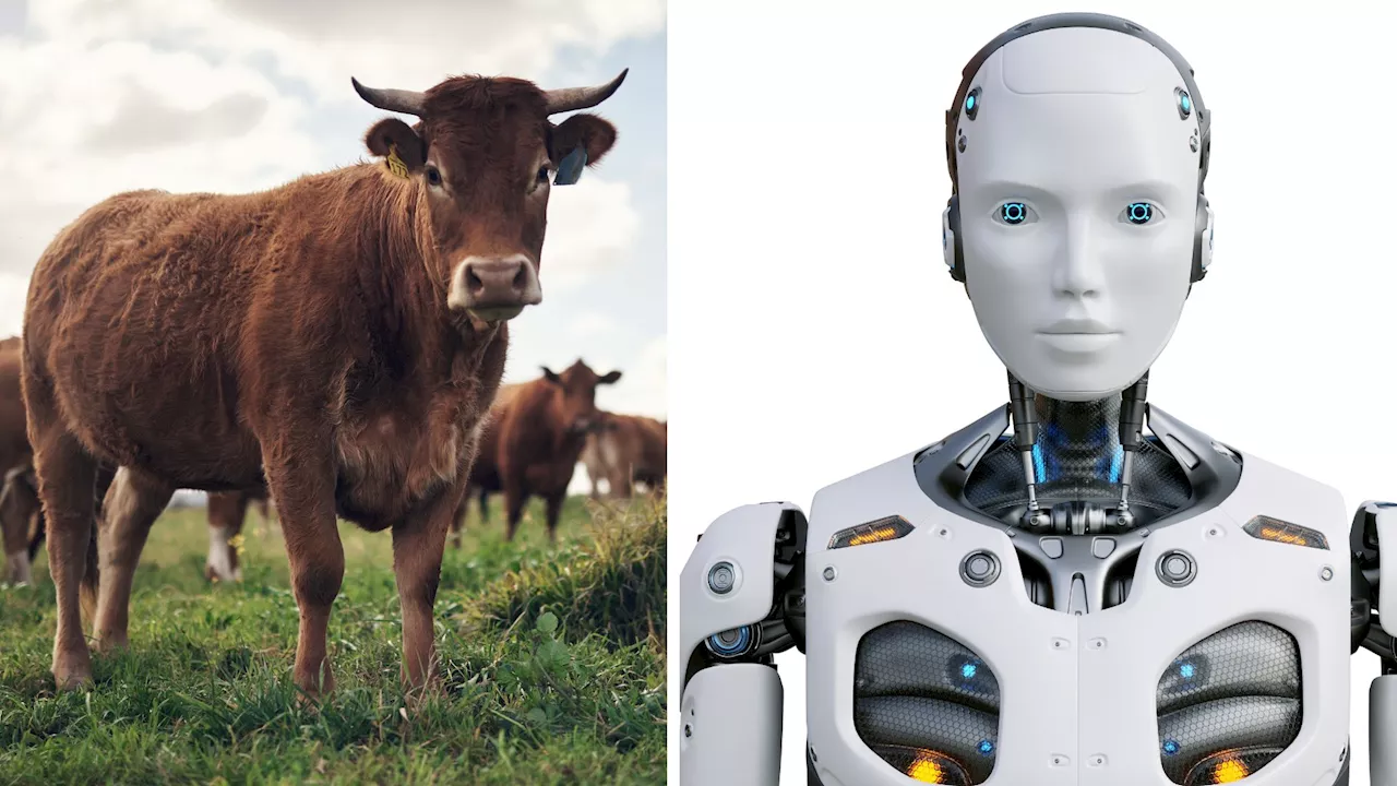 Virtual cows could boost human-robot interactions with 80% accuracy: Study