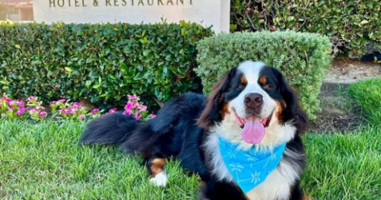 Celebrate 'Howl-o-ween' with Furry Friends at La Jolla Shores Restaurant