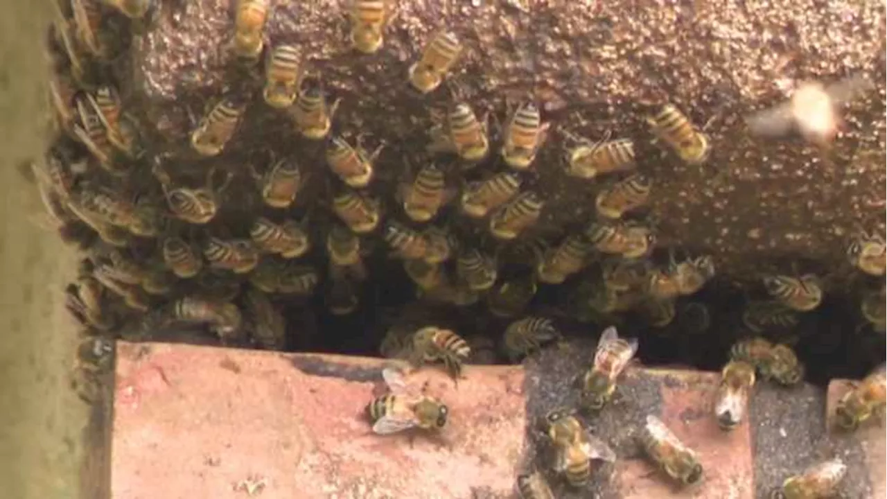 Spencer Solves It tackling potentially deadly bee invasion at Aldine home