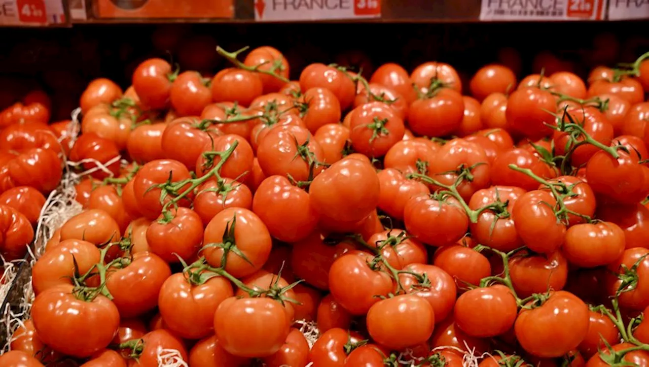 La tomate du marmandais, des faibles récoltes pour une qualité au rendez-vous