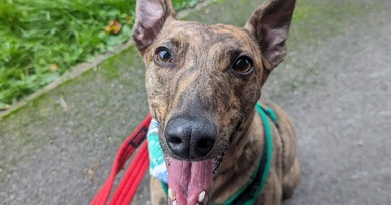 Yorkshire's loneliest dog who has spent 750 days in kennels