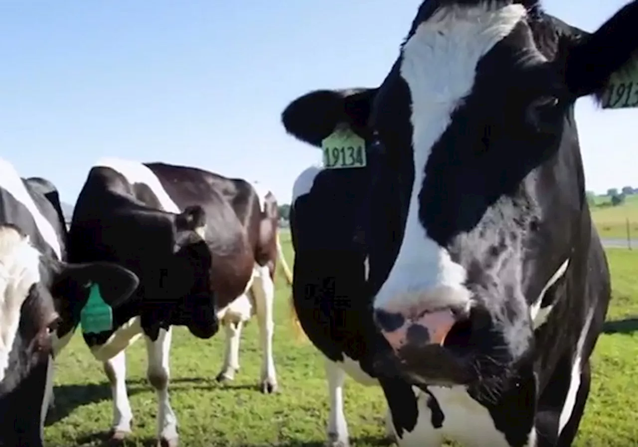 U.S. to Begin Bulk Testing of Raw Milk for Bird Flu Virus