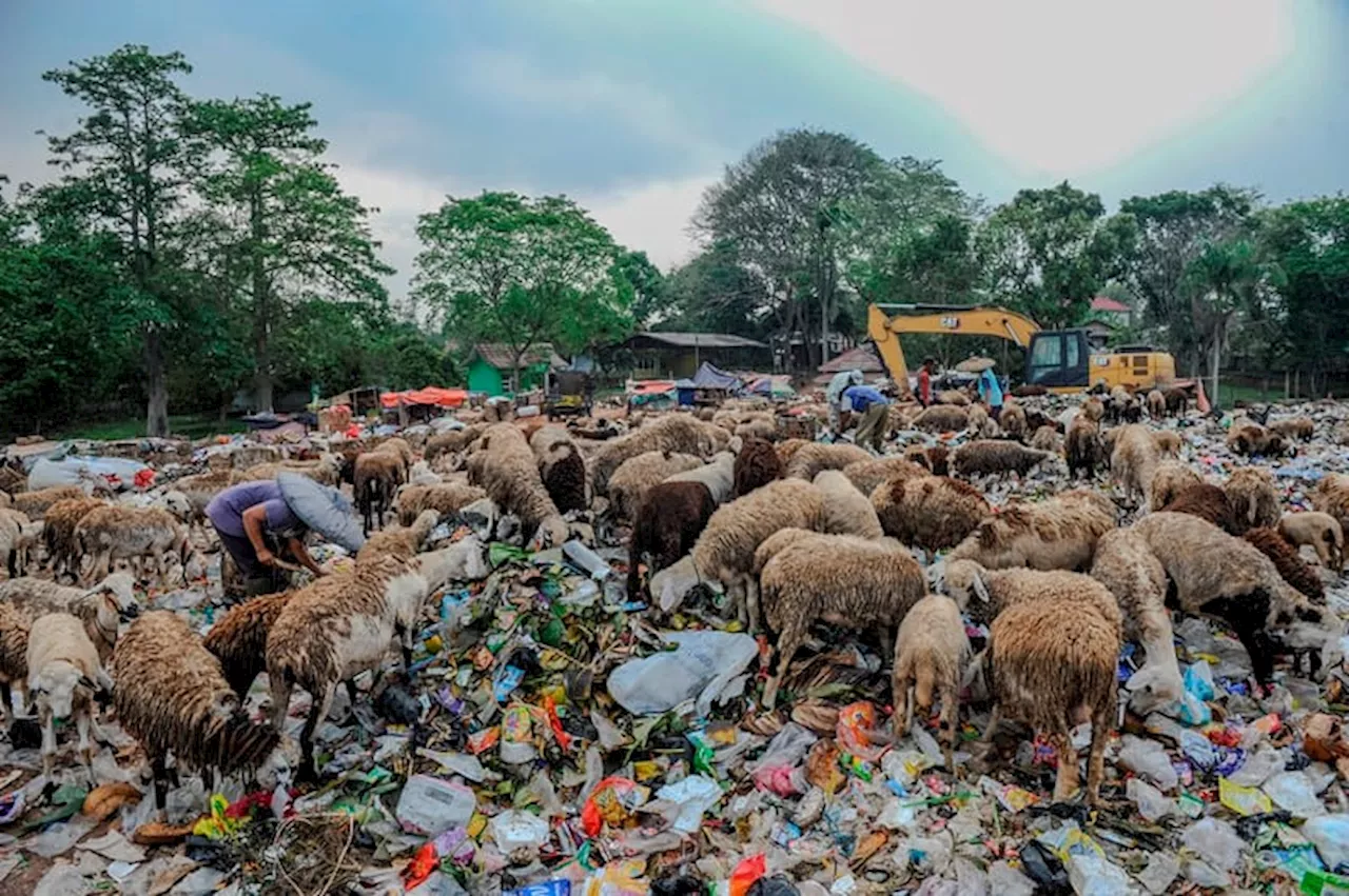 BGN Sampah Sisa Makanan Bergizi Gratis Digunakan untuk Pupuk