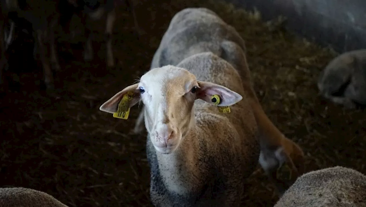 L’Aveyron entre en zone régulée de la fièvre catarrhale ovine, qu’est-ce que cela signifie ?