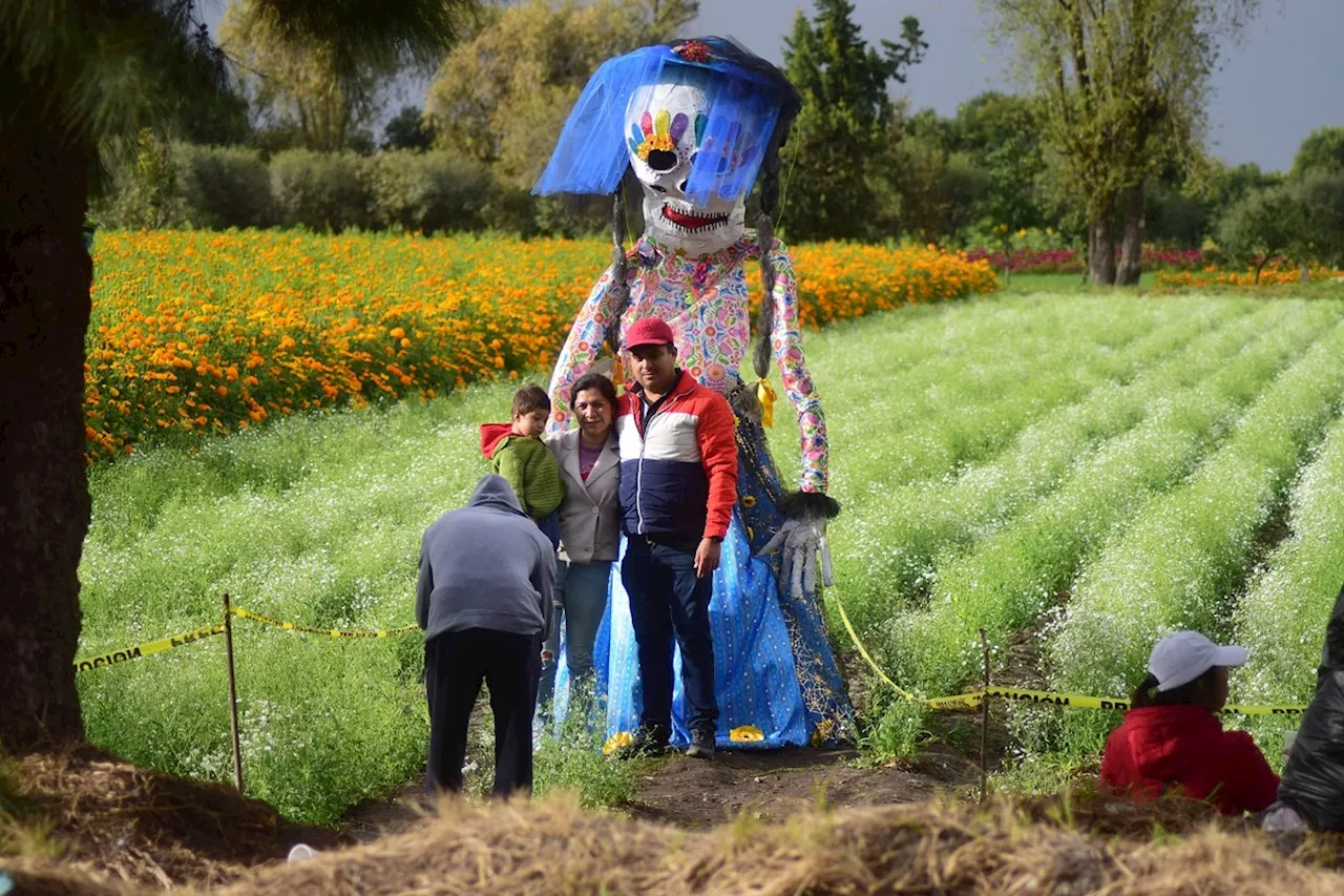 Una vida vendiendo flores: Cándido y su amor por siembra en campos de Tlaxcoapan