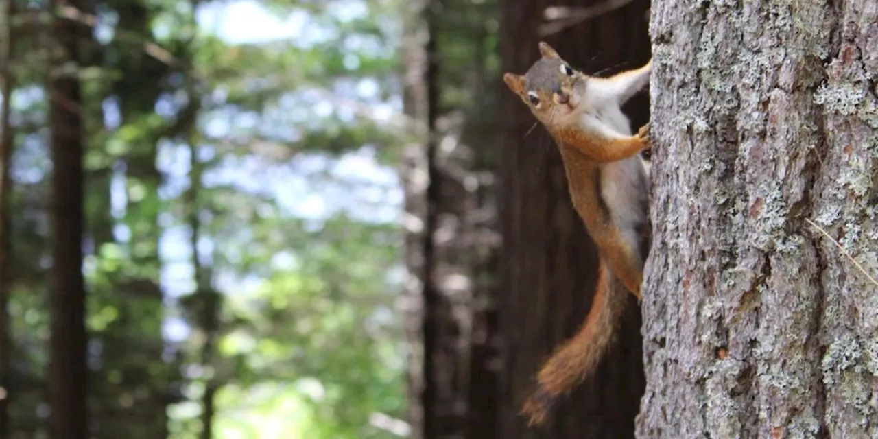 Berühmtes Eichhörnchen Peanut in New York beschlagnahmt