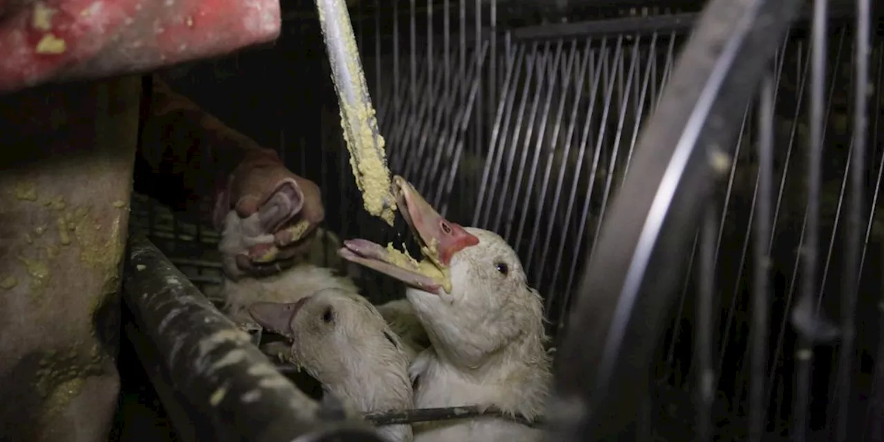 Tierschutz: Darum solltest du auf Foie gras verzichten