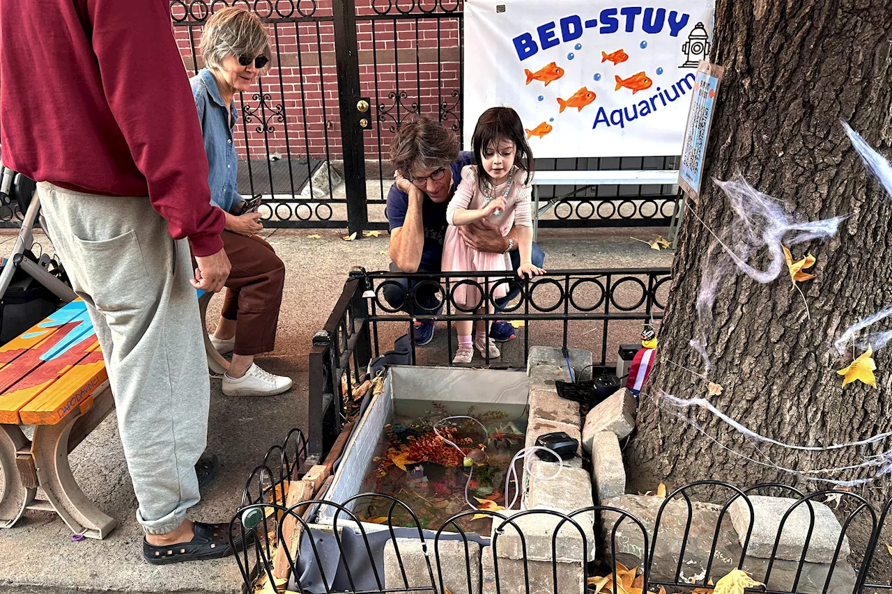 Beloved ‘Bed-Stuy Aquarium' that started under leaky hydrant gets reborn in tree bed