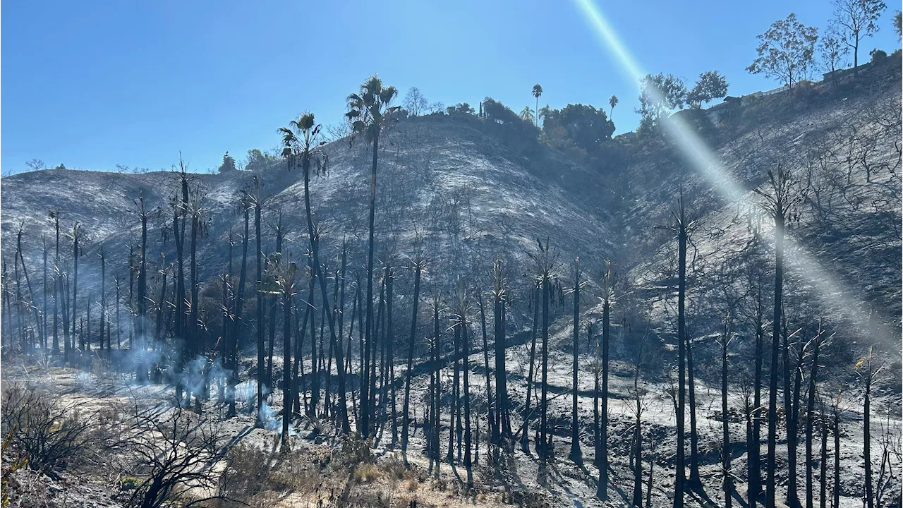 College Area brush fire sparks near homeless encampment in palm-filled canyon: San Diego Fire