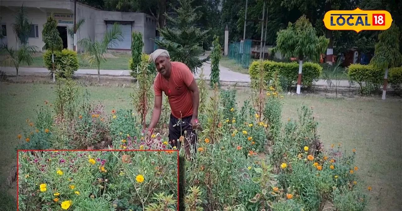 गार्डनिंग के हैं शौकीन, तो पौधों को हरा-भरा रखने के लिए जानकी प्रसाद से जानें प्रभावी टिप्स