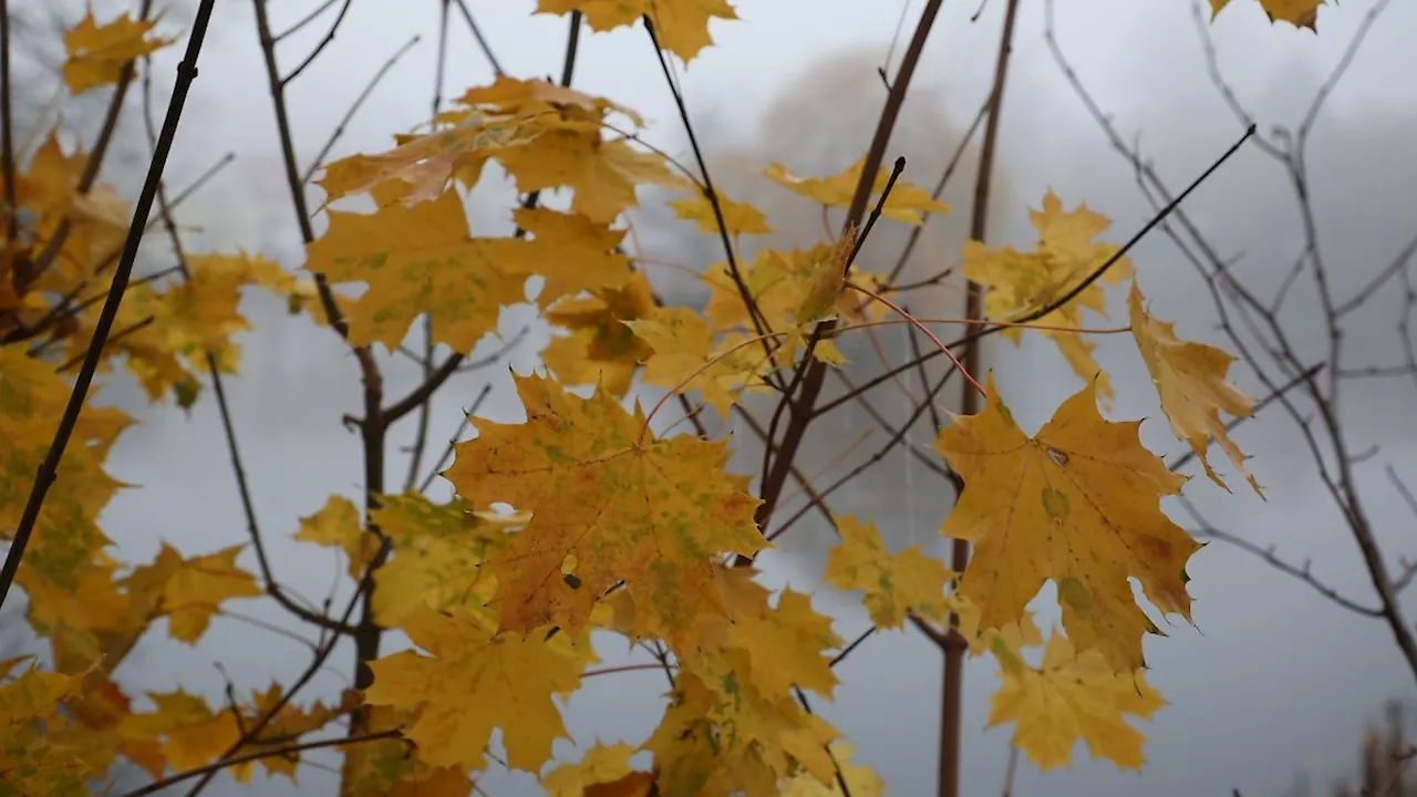 Thüringen: Wechselhaftes Herbstwetter in Thüringen erwartet