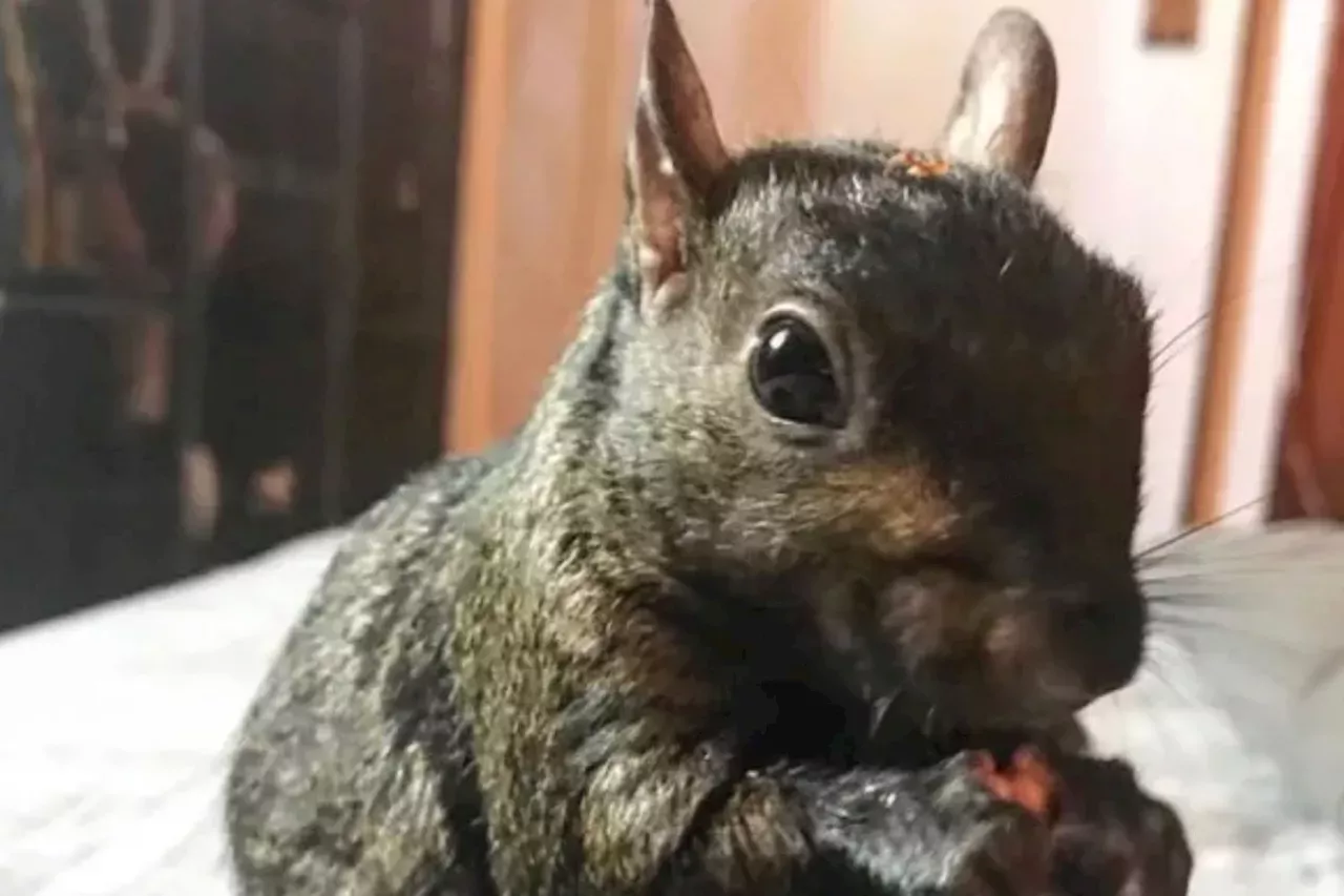 Peanut The Squirrel Euthanized, Social Media Star's Owner Says: 'Sorry ...