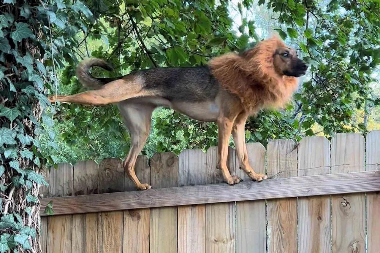 Rescue Dog Astounds Her Neighborhood and the Internet with Her Strange Climbing Talent (Exclusive)