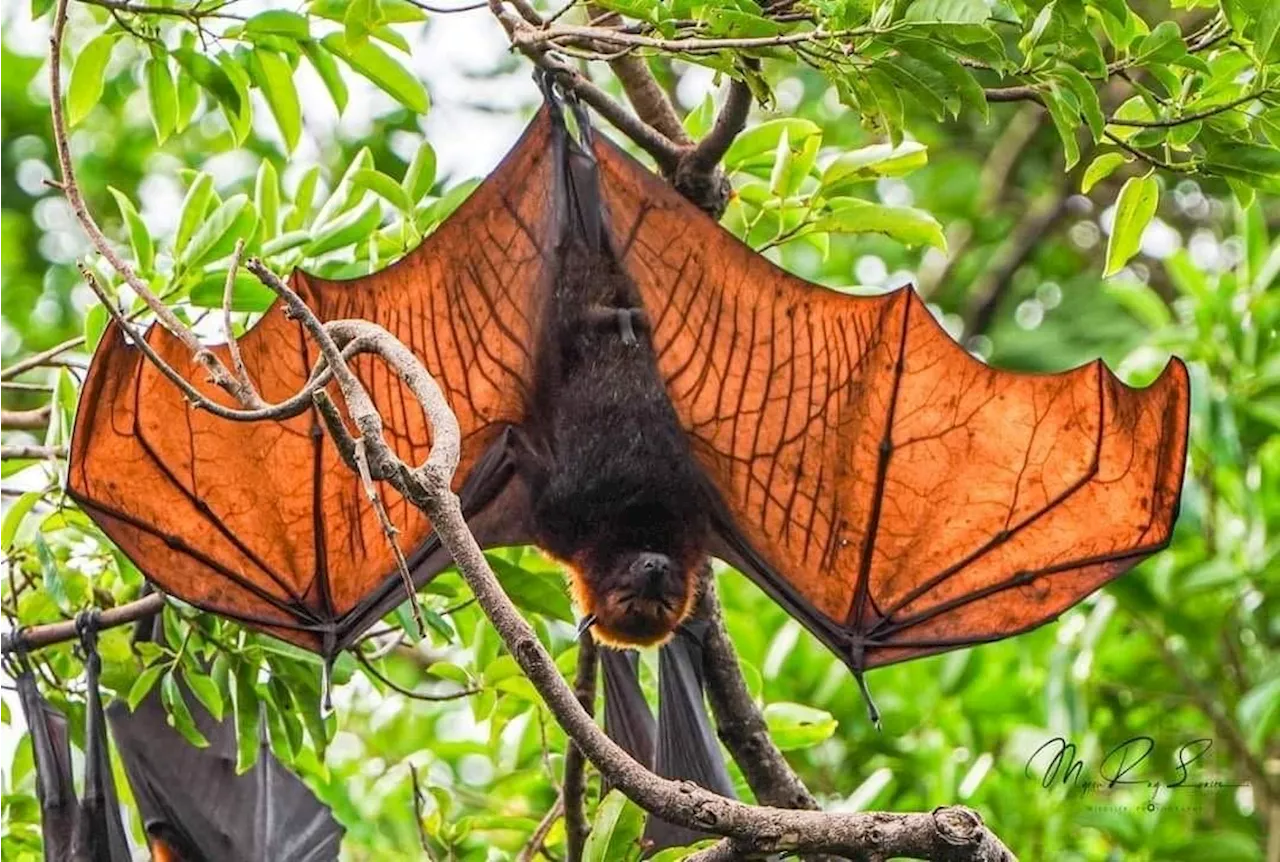 Negros Occidental city draws on flying fox behavior as disaster alert system