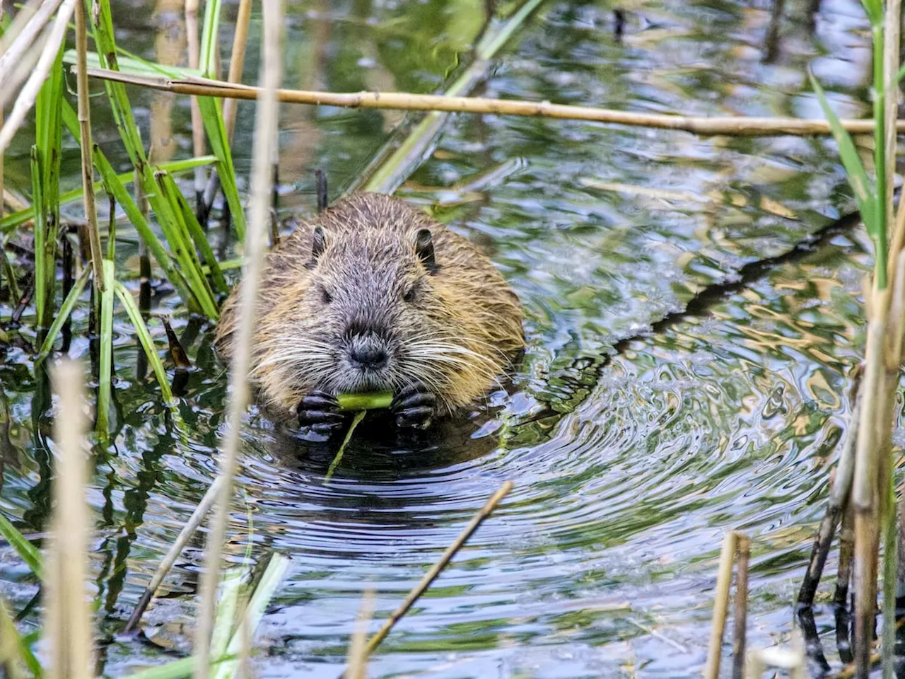 Volunteers sought as date for beavers' arrival in Shrewsbury comes closer